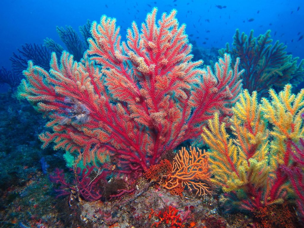 A Tavolara si contrasta l'acidificazione dell'acqua ripiantando gorgonie