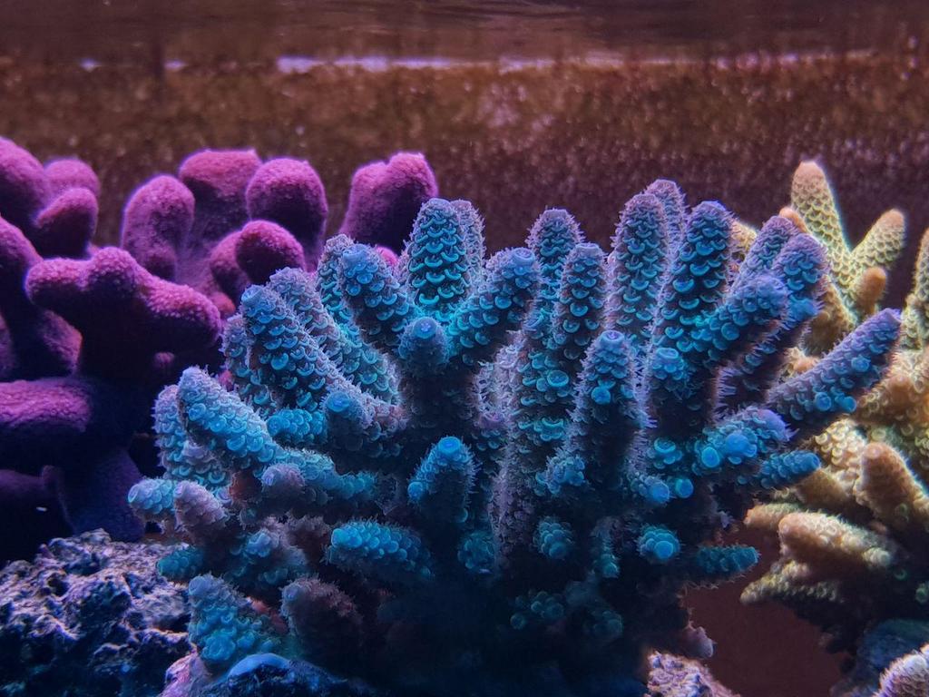 Colori in evidenza nella vasca di Benyamin Givi, eletta vasca del mese di luglio 2018 dal forum www.zeovit.com. Image credit: www.zeovit.com Colori in evidenza nella vasca di Benyamin Givi, eletta vasca del mese di luglio 2018 dal forum www.zeovit.com. Image credit: www.zeovit.com