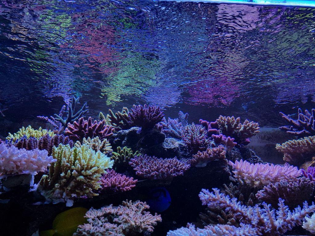 Il riflesso dei coralli in una girandola di colori. Image credit: www.zeovit.com Il riflesso dei coralli in una girandola di colori. Image credit: www.zeovit.com