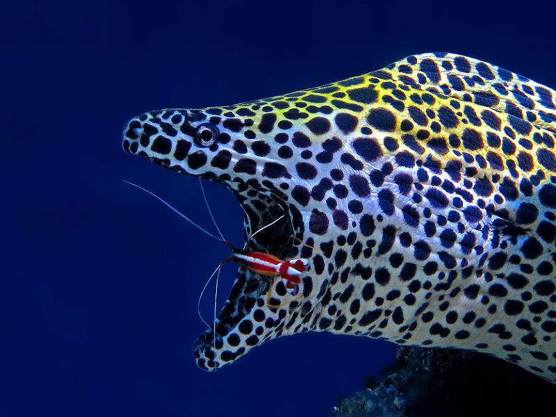 Un esemplare di Lysmata amboinensis intento a pulire la bocca di una inquietante murena. Foto da internet Un esemplare di Lysmata amboinensis intento a pulire la bocca di una inquietante murena. Foto da internet