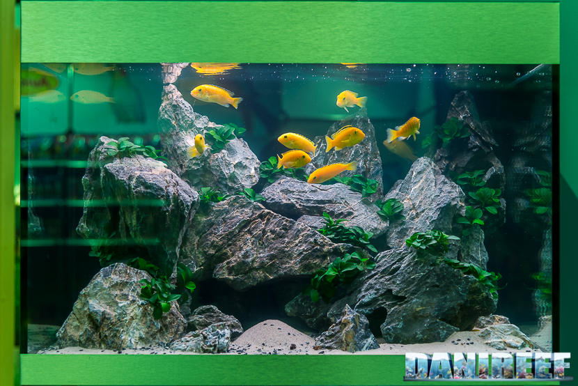Labidochromis caeruleus Yellow, il ciclide africano giallo limone