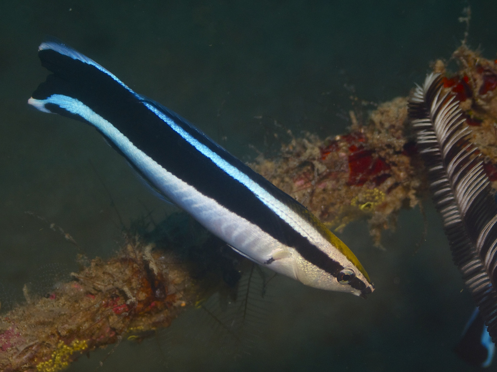 Labroides dimidiatus (credits by Elias Levy) Labroides dimidiatus (credits by Elias Levy)