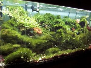 Come eliminare le alghe in acquario: no panic, pro-attività e tanta ...