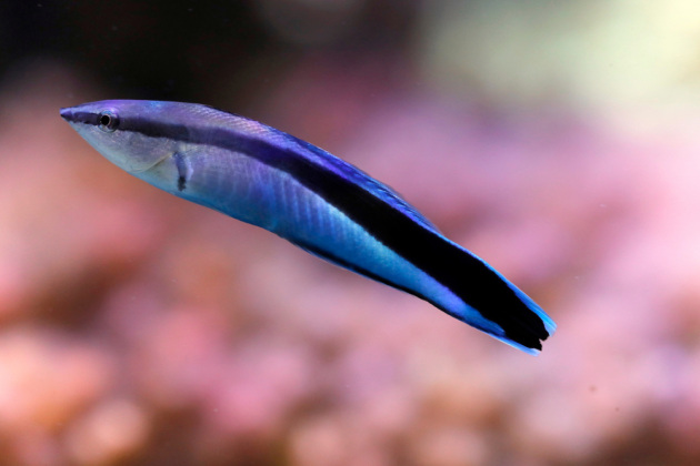 Labroides dimidiatus (thanks to SHUTTERSTOCK) Labroides dimidiatus (thanks to SHUTTERSTOCK)