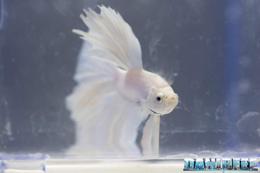 Betta dumbo-halfmoon milky white presso lo stand BettaDesire al Petsfestival 2018 Betta dumbo-halfmoon milky white presso lo stand BettaDesire al Petsfestival 2018