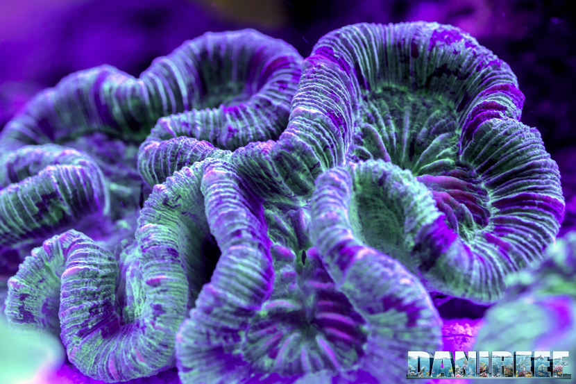 Trachyphyllia geoffroyi - foto di Cristian Barucca