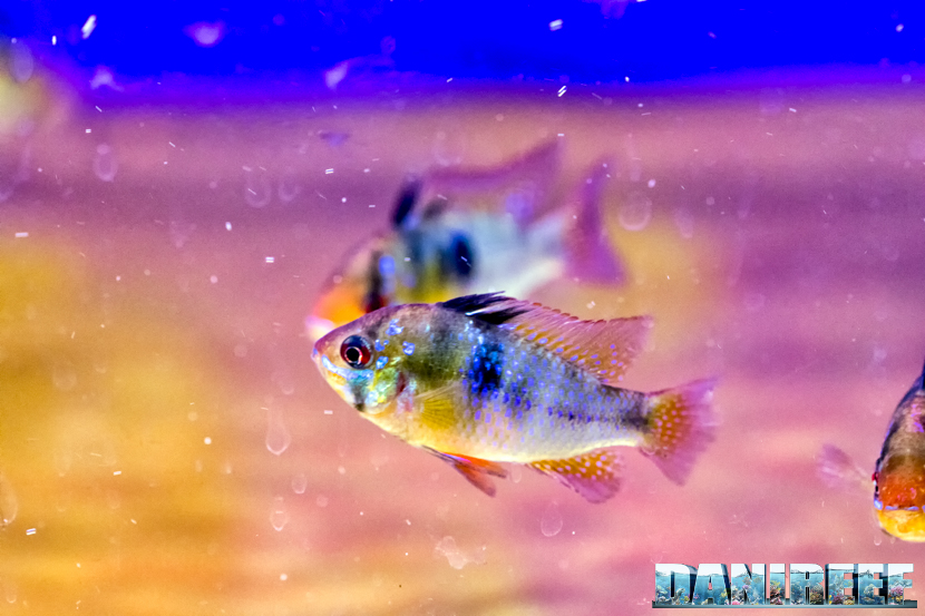 Ciclide nano Mikrogeophagus ramirezi già conosciuto come Apistogramma ramirezi