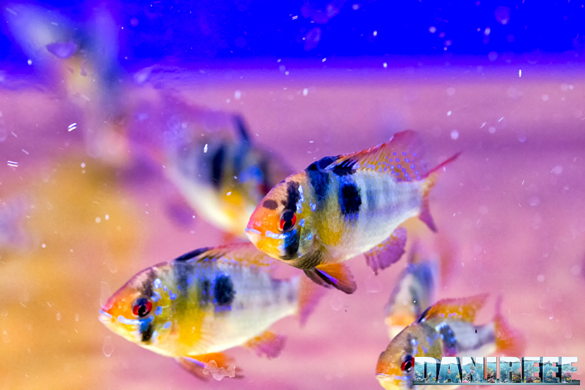 Ciclide nano Mikrogeophagus ramirezi già conosciuto come Apistogramma ramirezi