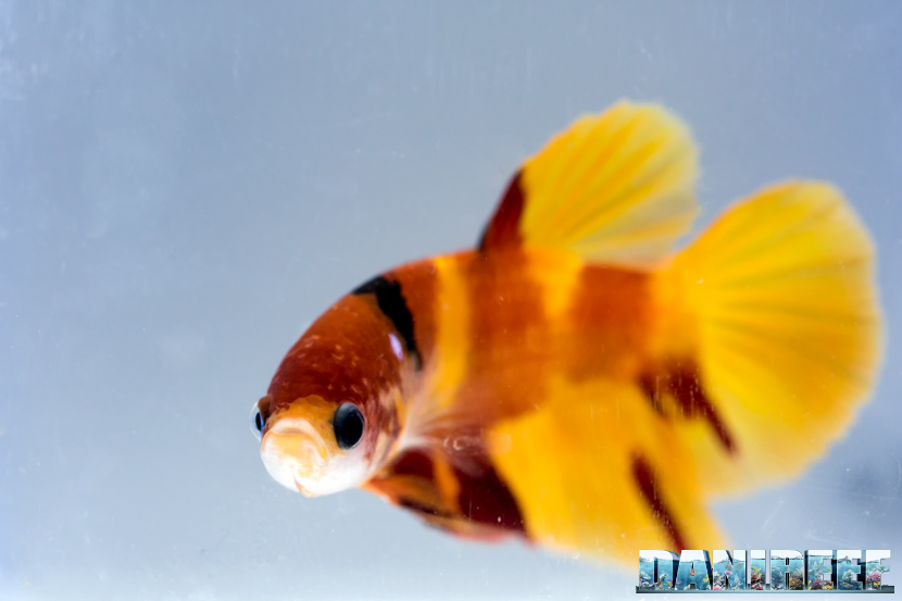 Come allestire un acquario perfetto per Betta splendens (pesce combattente)