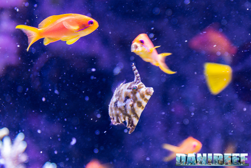 Un Acreichthys tomentosus in acquario