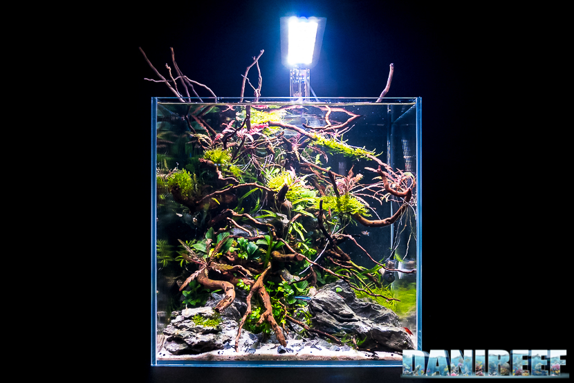 Gli spettacolari Aquascaping degli amici di ITAU al Pet Expo e Show