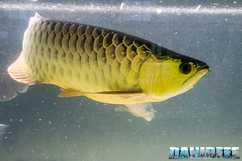 Lo Scleropages formosus il pesce drago asiatico, il famoso Arowana