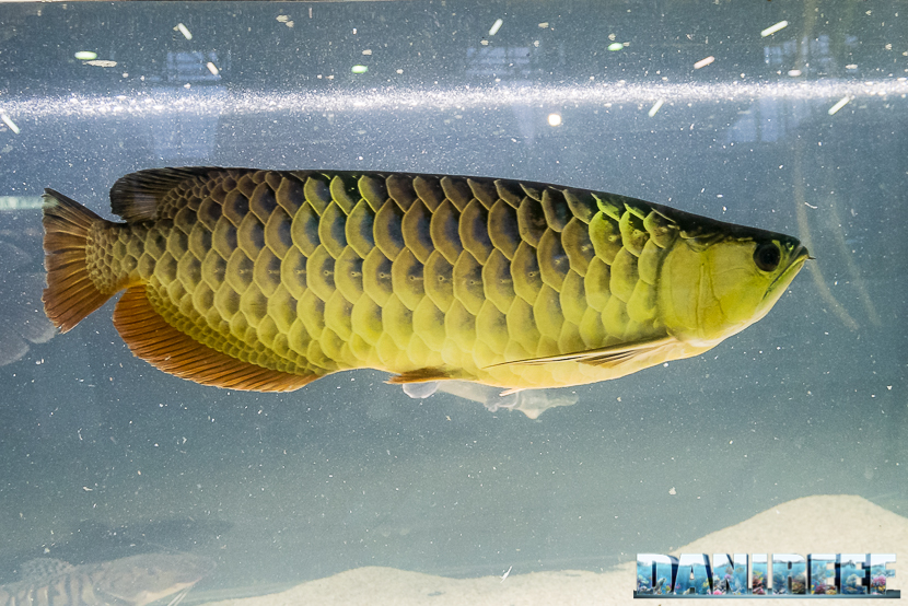 Lo Scleropages formosus il pesce drago asiatico, il famoso Arowana