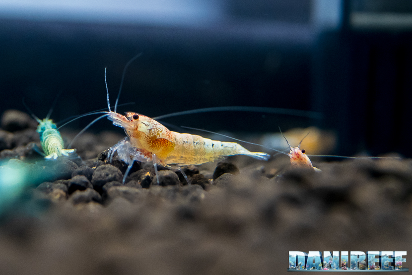 Neocaridine cantonensis red crystal Neocaridine cantonensis red crystal