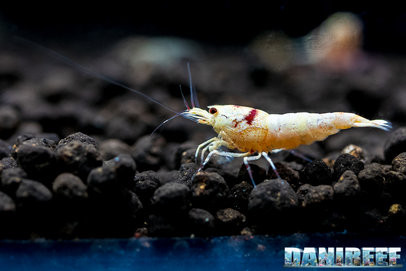 Neocaridine cantonensis red crystal Neocaridine cantonensis red crystal