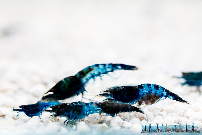 Neocaridina davidi blu carbon rili Neocaridina davidi blu carbon rili