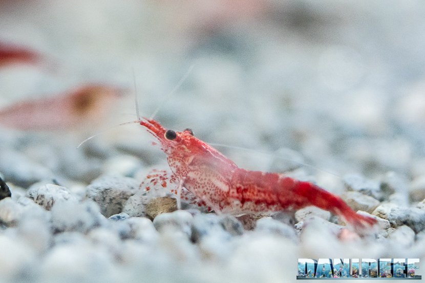 L'Aquario ideale per l'allevamento della Neocaridina davidi