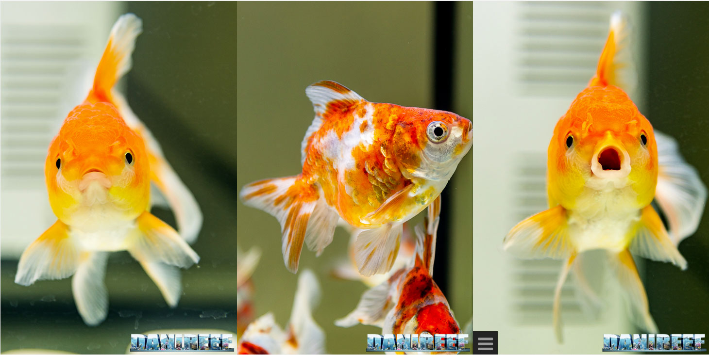 Esposizione Goldfish Petsfestival 2018 con incredibili esemplari di ogni tipo di pesce rosso