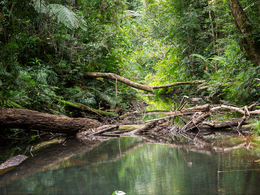 torrente che attraversa il Parco nazionale Daindree (QLD)