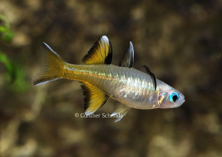 Pseudomugil signifer. Foto di Gunther Schmida Pseudomugil signifer. Foto di Gunther Schmida