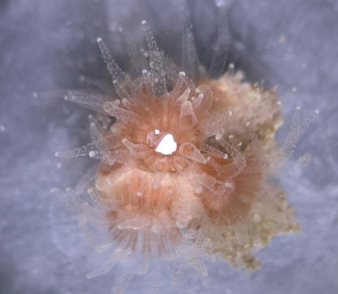 Una macchia bianca di plastica è inghiottita da un polipo di corallo.
Una nuova ricerca ritiene che il cibo non nutritivo possa semplicemente "avere un buon sapore" per i coralli.
Credit: Alex Seymour, Duke University