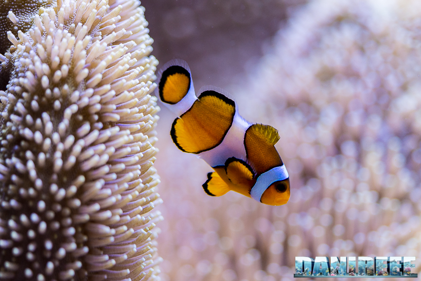 Pesci pagliaccio in acquario (Amphiprion ocellaris) - la nostra guida