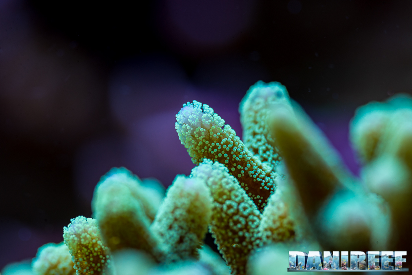 Seriatopora caliendrum