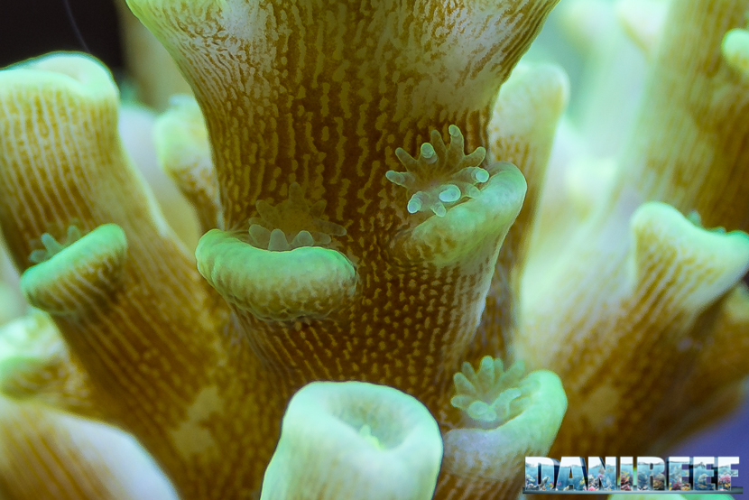 Zooxanthellae su Acropora nobilis