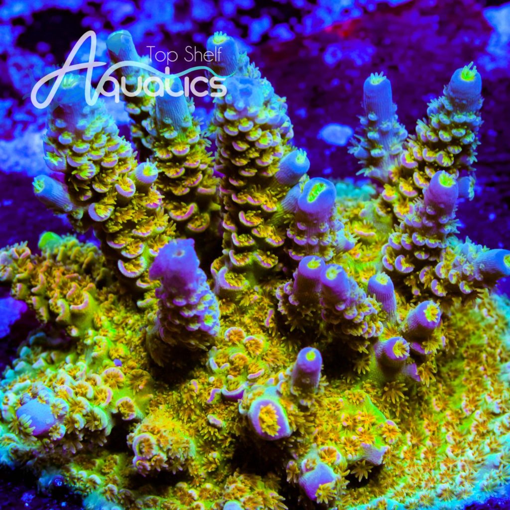 Acropora tenuis Walt Disney da Top Shelf Aquatics