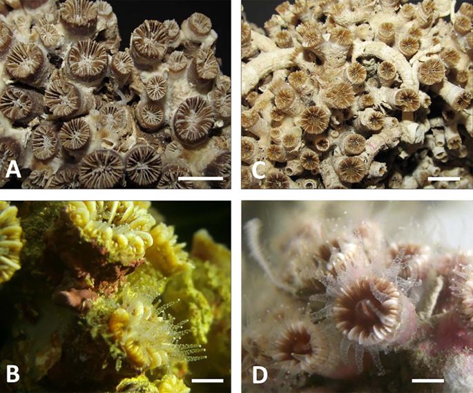 Scoperta la prima barriera corallina mesofotica mediterranea