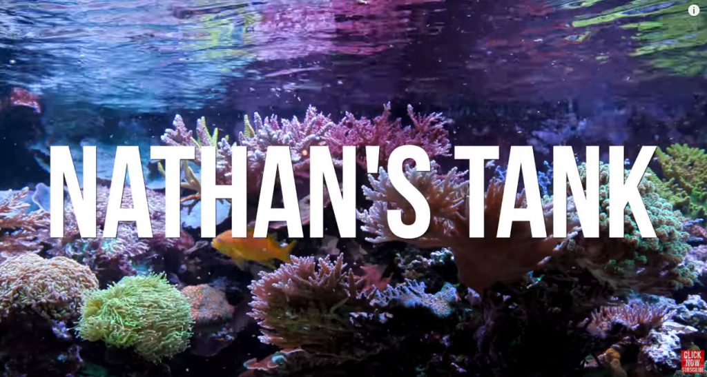 L'acquario marino di Nathan