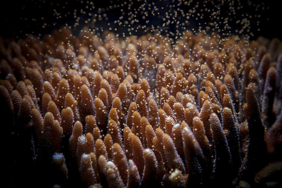 Riproduzione di Acropora in natura
