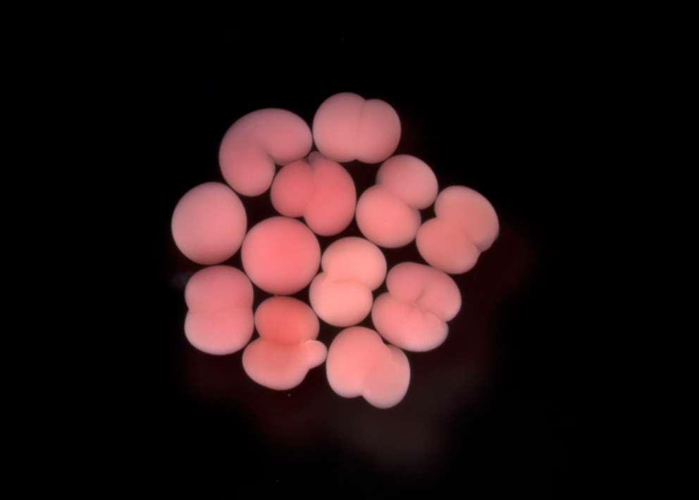 Planule di corallo