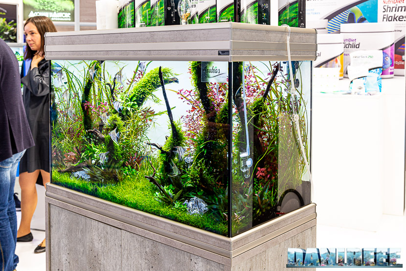 Come allestire un acquario perfetto per Betta splendens (pesce combattente)