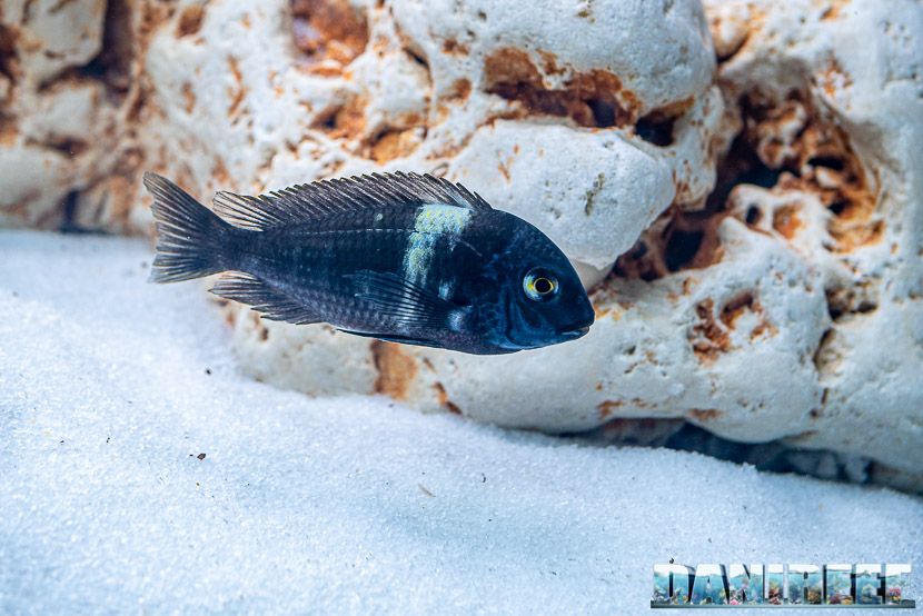 Acquario di ciclidi africani in mostra all'Acqua Project 2019 dello Zoomark