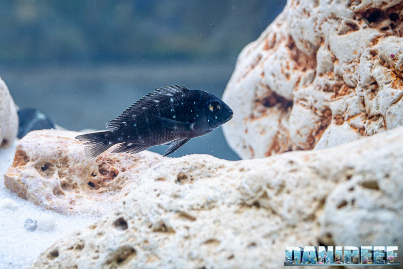Acquario di ciclidi africani in mostra all'Acqua Project 2019 dello Zoomark