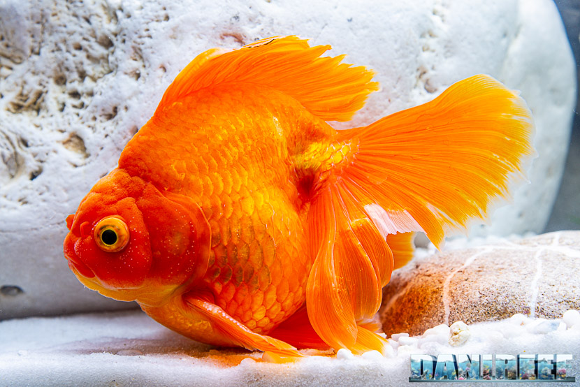 Acquario di orifiamma in mostra all'Acqua Project 2019 dello Zoomark