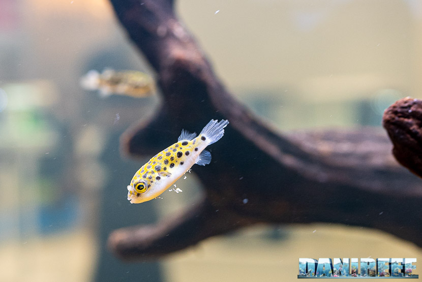 Acquario biotopo di acqua salmastra in mostra all'Acqua Project 2019 dello Zoomark