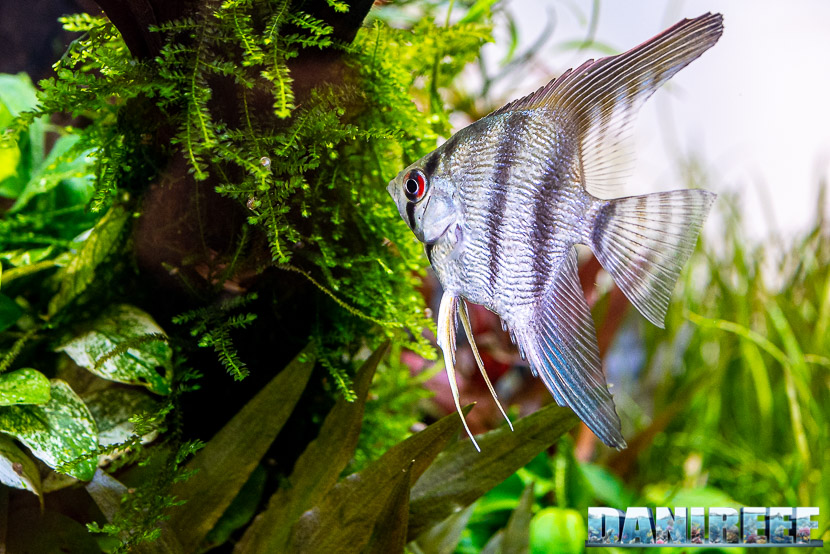 Pterophyllum scalare