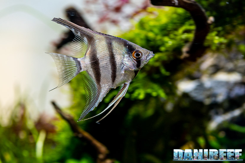 Pterophyllum scalare.