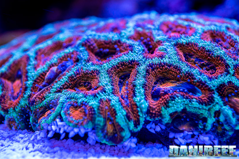 Micromussa lordhowensis (già Acanthastrea lordhowensis) in mostra all'Acqua Project 2019 dello Zoomark