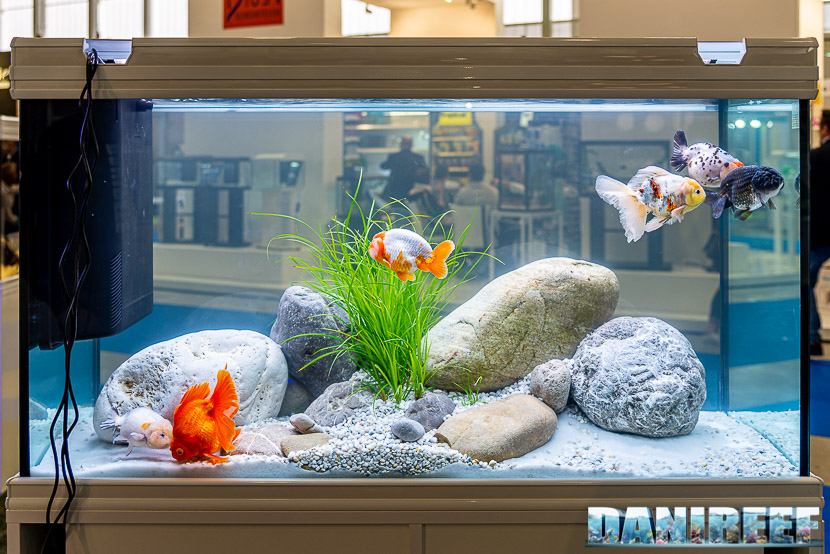 Acquario di orifiamma in mostra all'Acqua Project 2019 dello Zoomark