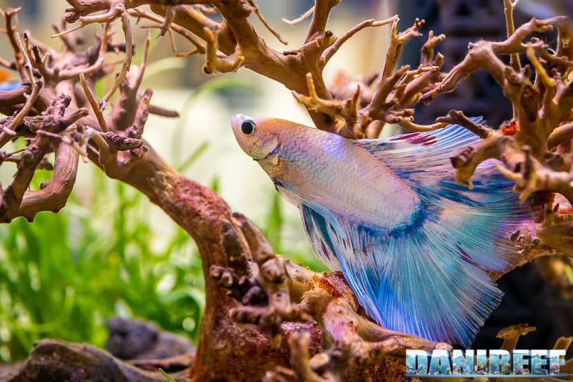 L'inserimento dei pesci nell'acquario d'acqua dolce