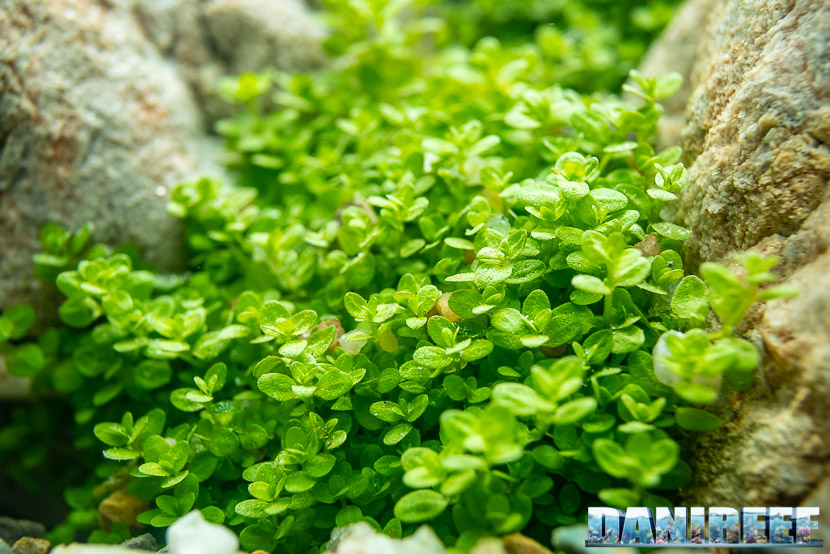 Hemianthus callitrichoides, il prato per acquari direttamente da Cuba