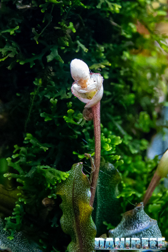 Bucephalandra sp red la pianta epifita che ama la luce