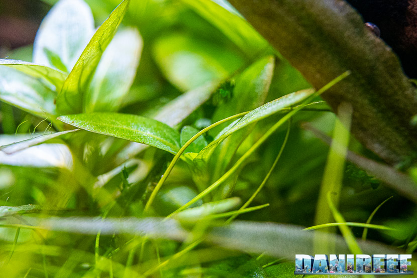 Staurogyne repens la pianta impegnativa a forma di croce