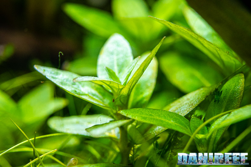 Staurogyne repens la pianta impegnativa a forma di croce