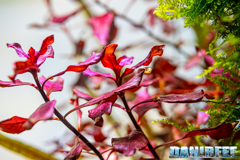 Le piante rosse, una gioia per gli occhi negli acquari di acqua dolce