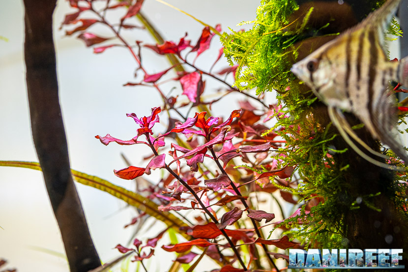 Ludwigia palustris, la pianta rossa cosmopolita - conosciamola meglio