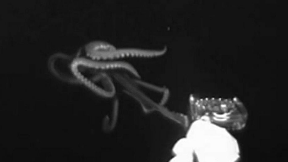 Frame del filmato che ritrae i tentacoli del calamaro gigante
